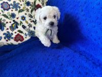 Scoby vel Theo - 5 tygodni